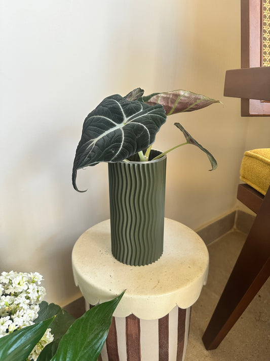 Alocasia 'Black Velvet'