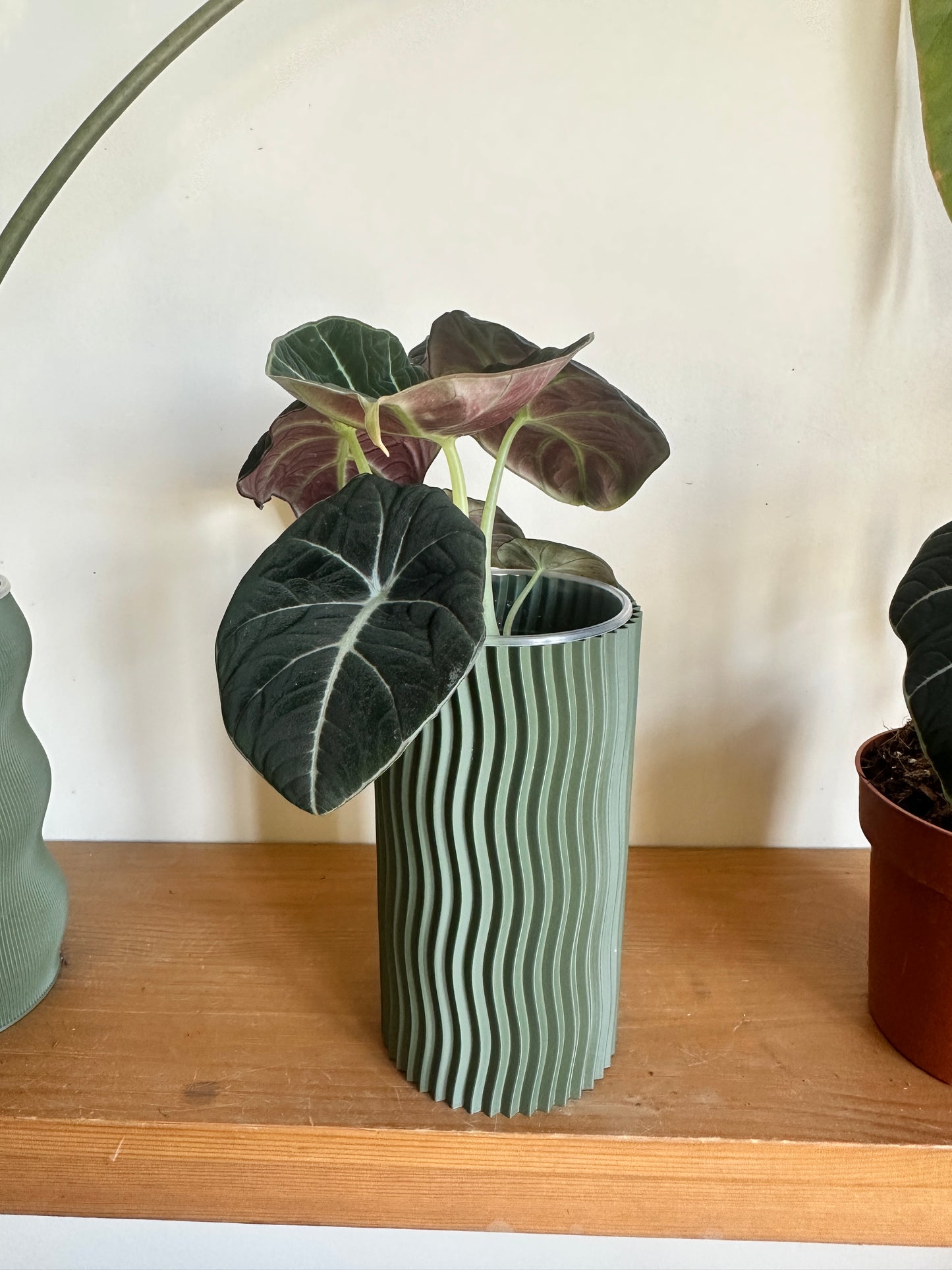 Alocasia 'Black Velvet'