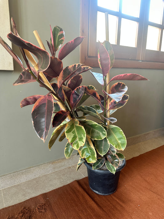 Ruby Rubber Tree XL