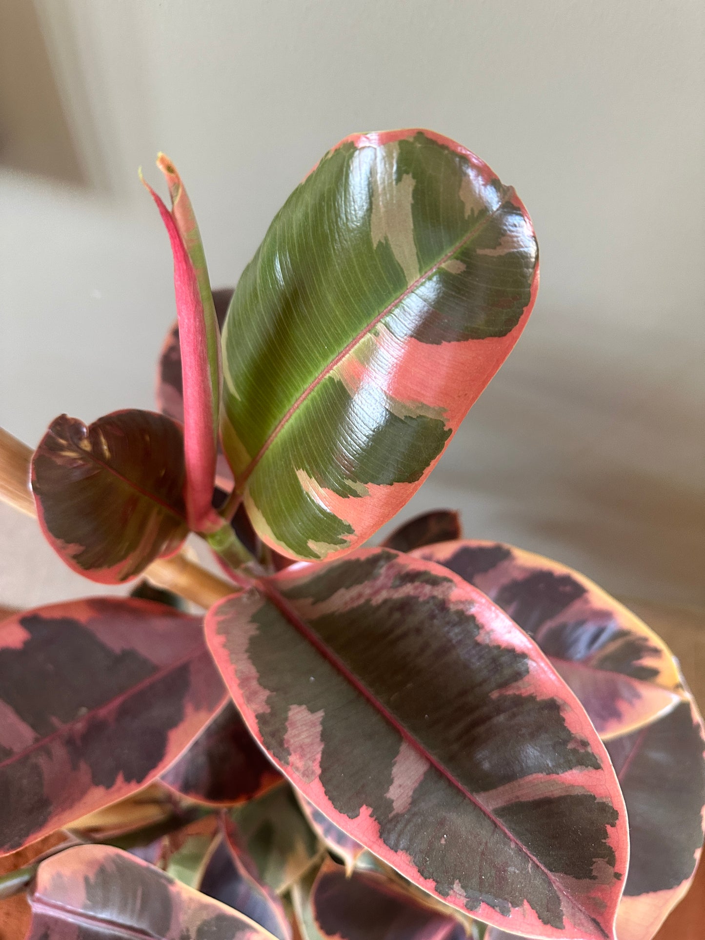Ruby Rubber Tree XL
