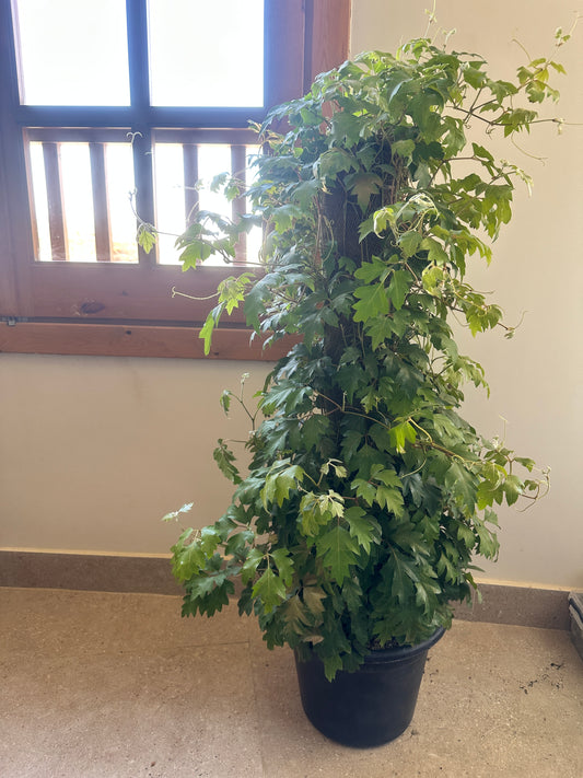 Grape Ivy