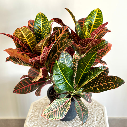 Indoor Croton