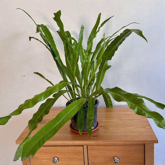 Bird's Nest Fern