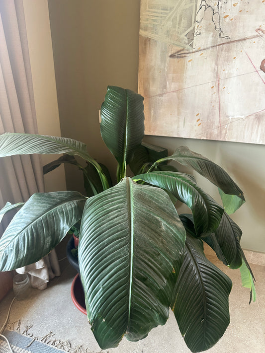 Queen Lily – XXL - Clearance