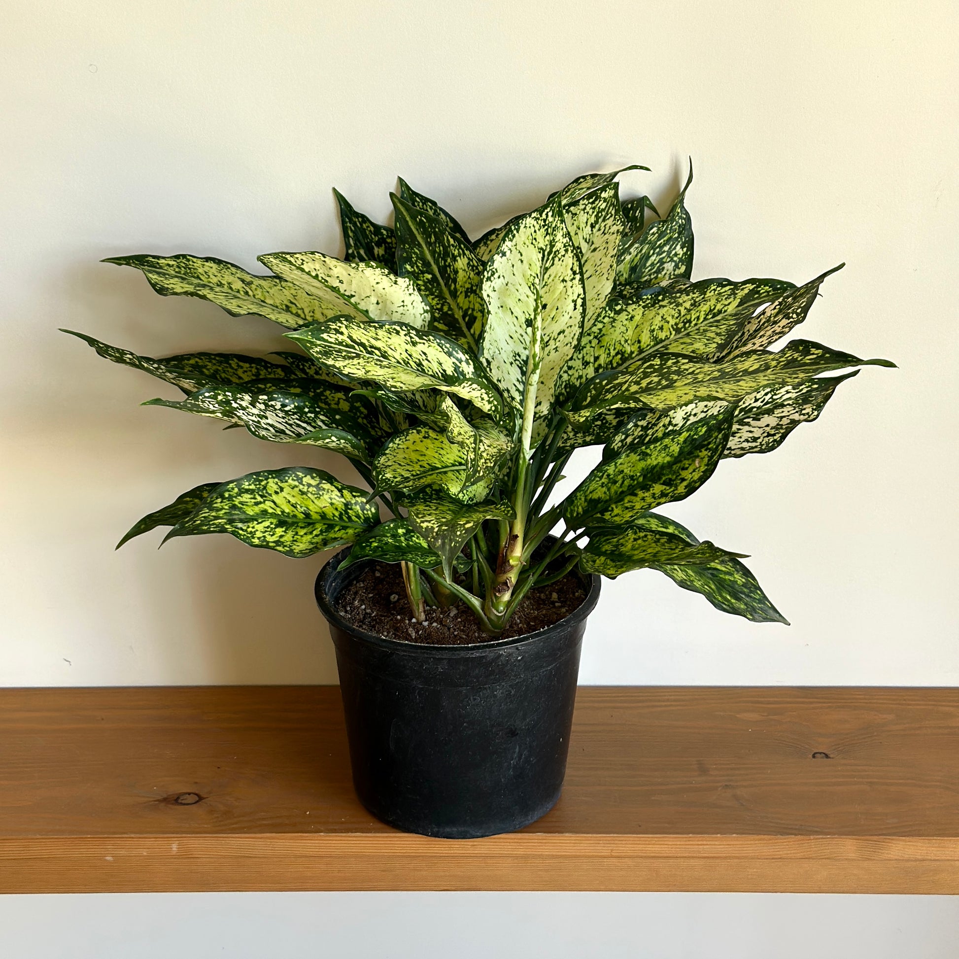 aglaonema snowflake Snowflake Aglaonema- Air-Purifying Indoor Plant – Kaynuna.co