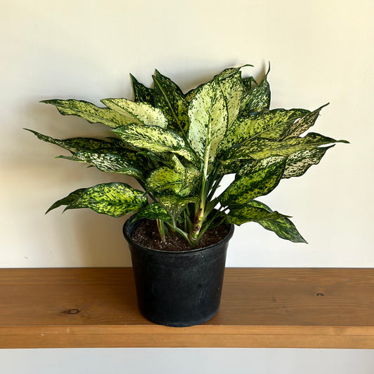 Aglaonema 'Snowflake'