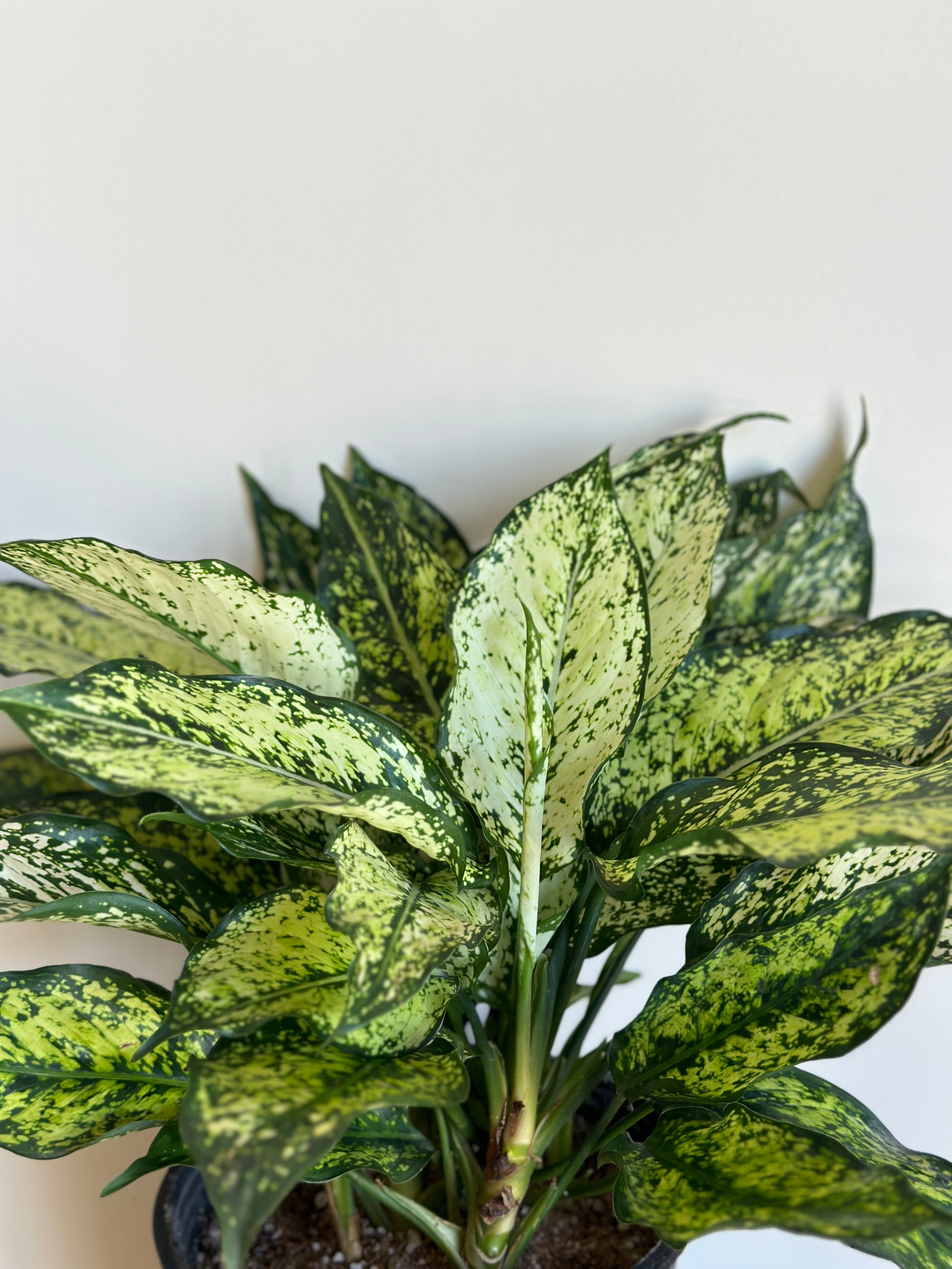 aglaonema air quality Snowflake Aglaonema- Air-Purifying Indoor Plant – Kaynuna.co
