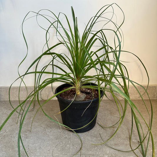 Ponytail Palm