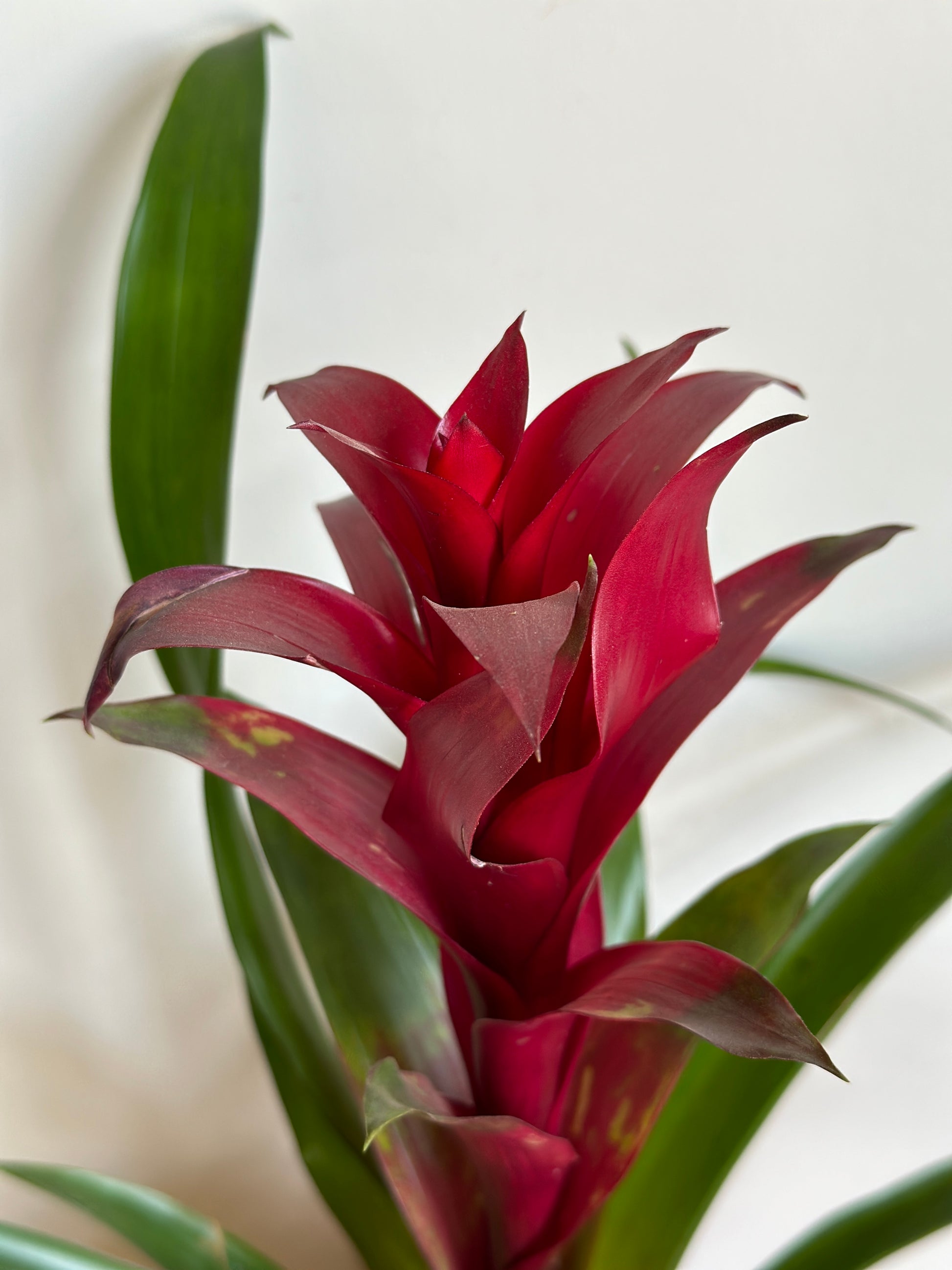 scarlet star plant indoor Scarlet Star – Kaynuna.co
