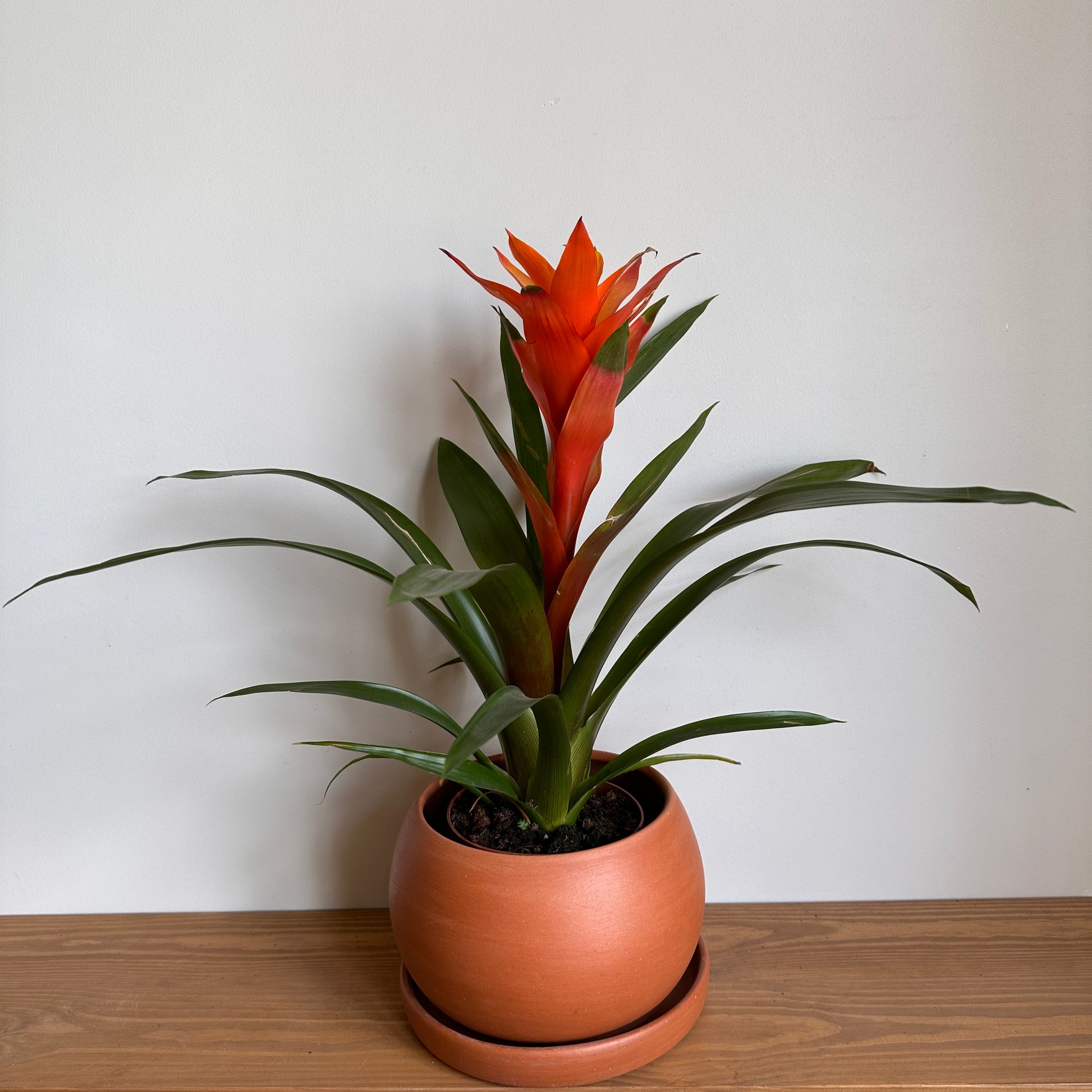 scarlet star plant indoor Scarlet Star – Kaynuna.co