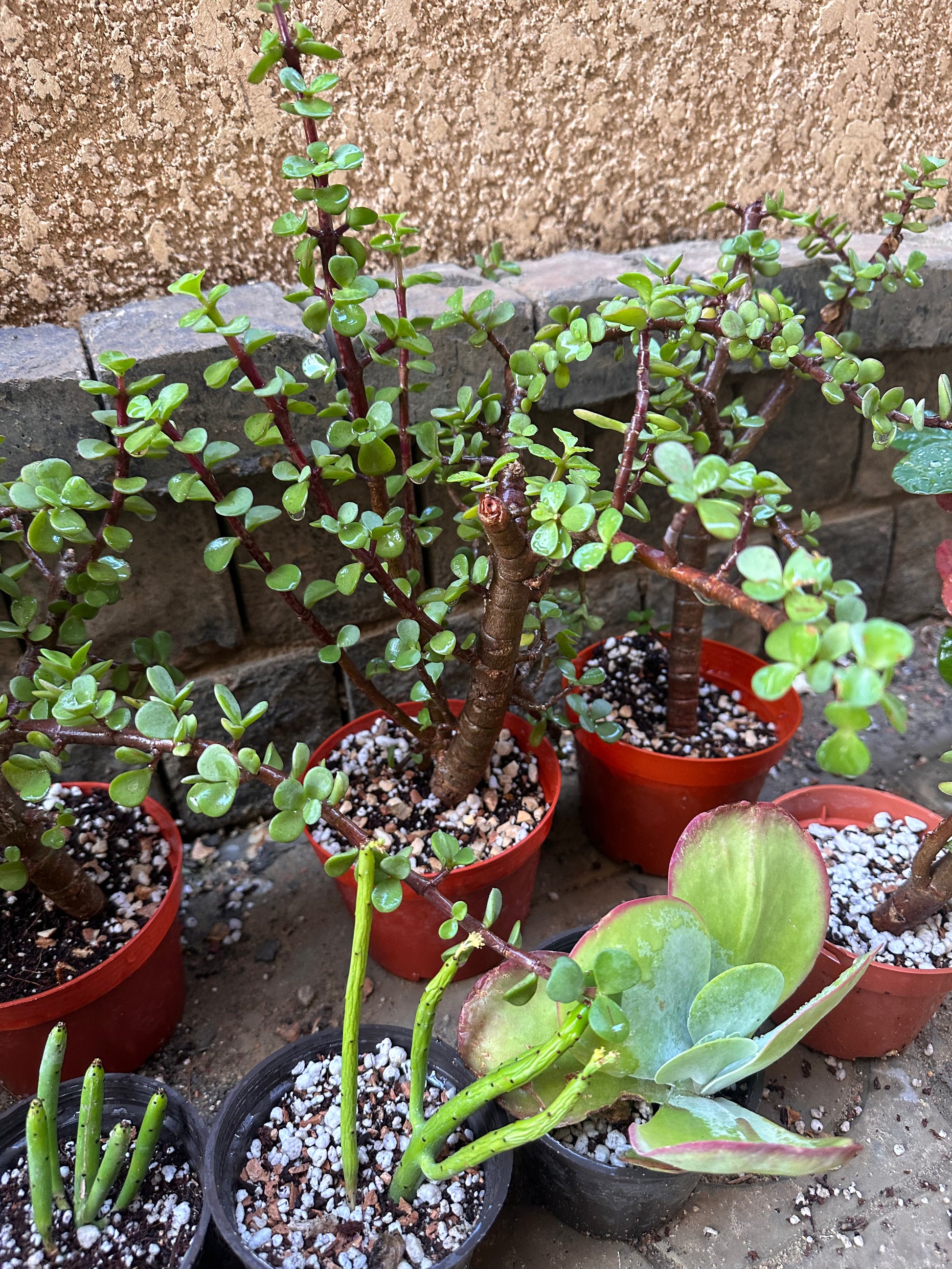 elephant bush indoor plant Elephant Bush – Kaynuna.co