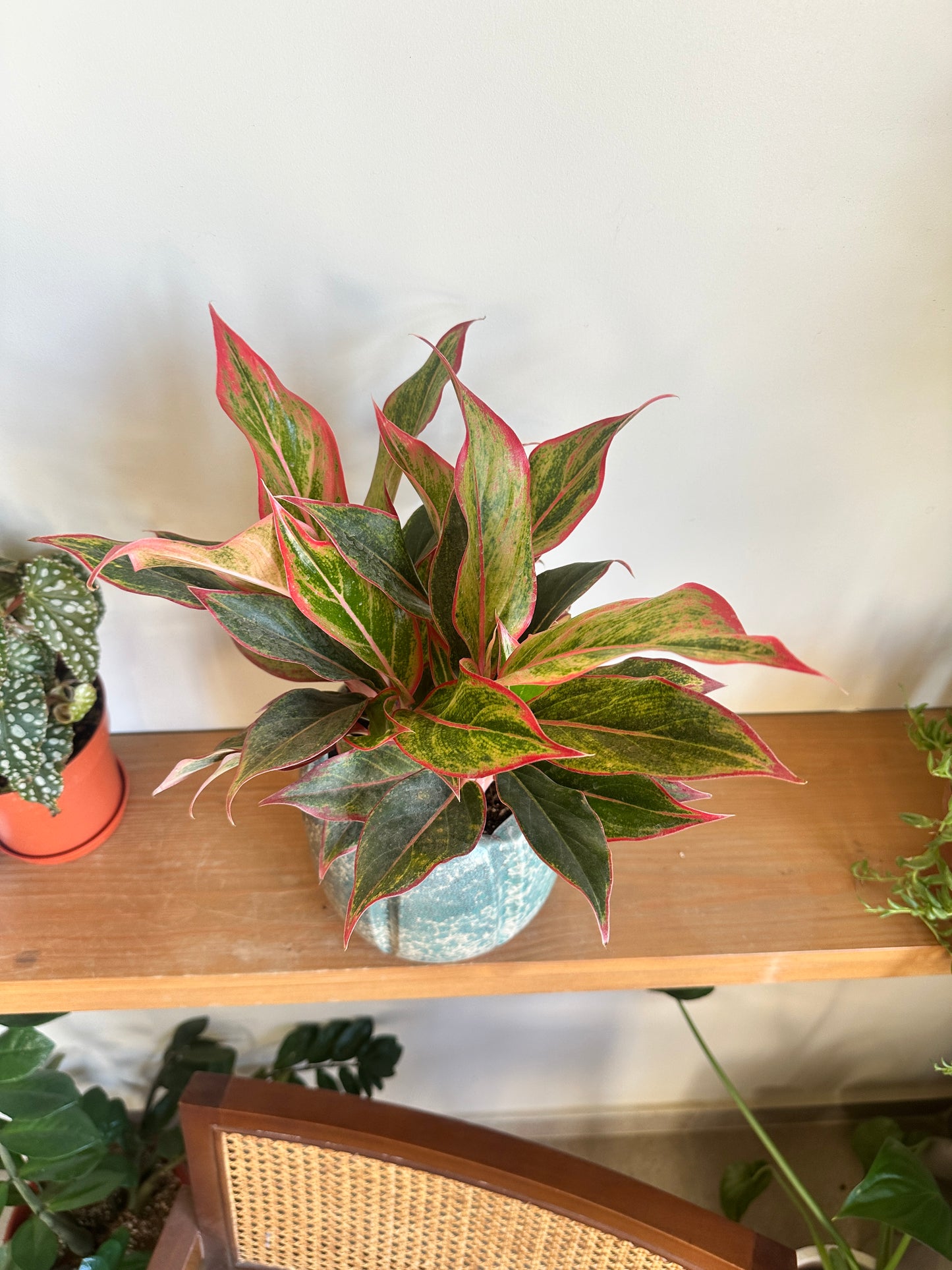 The Aglaonema Bundle