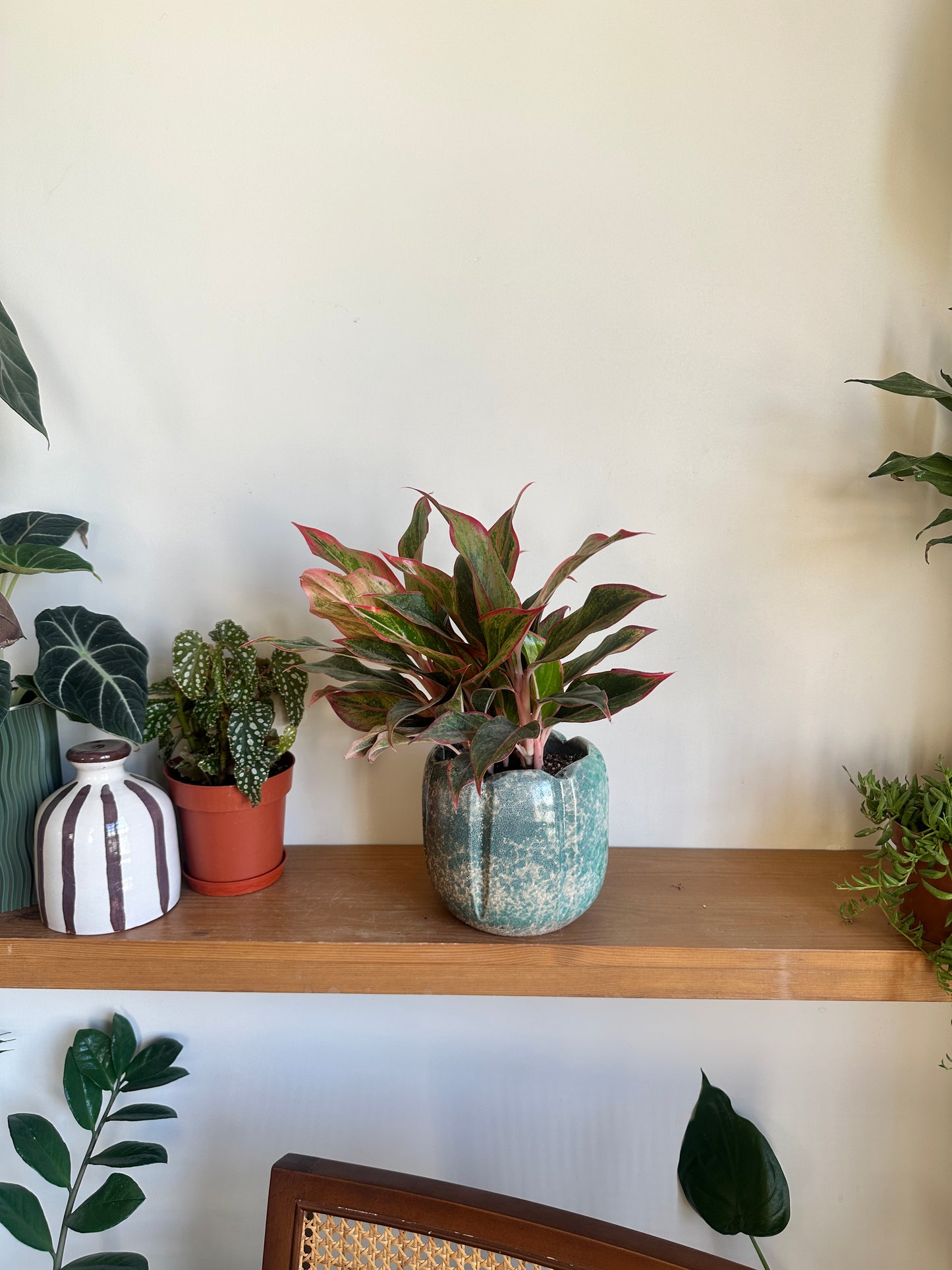 The Aglaonema Bundle