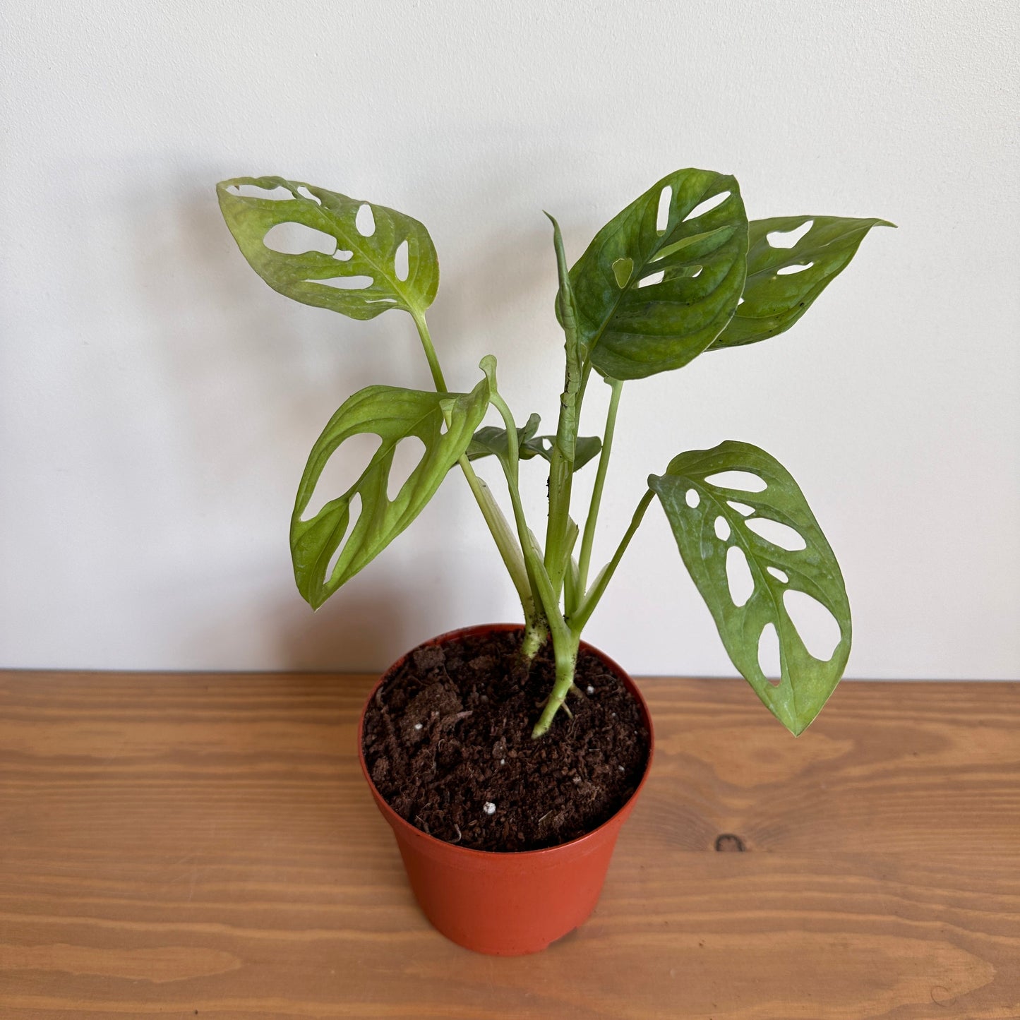 Indoor Monstera Adansonii Plant - Available on Kaynuna.co in Cairo, Egypt