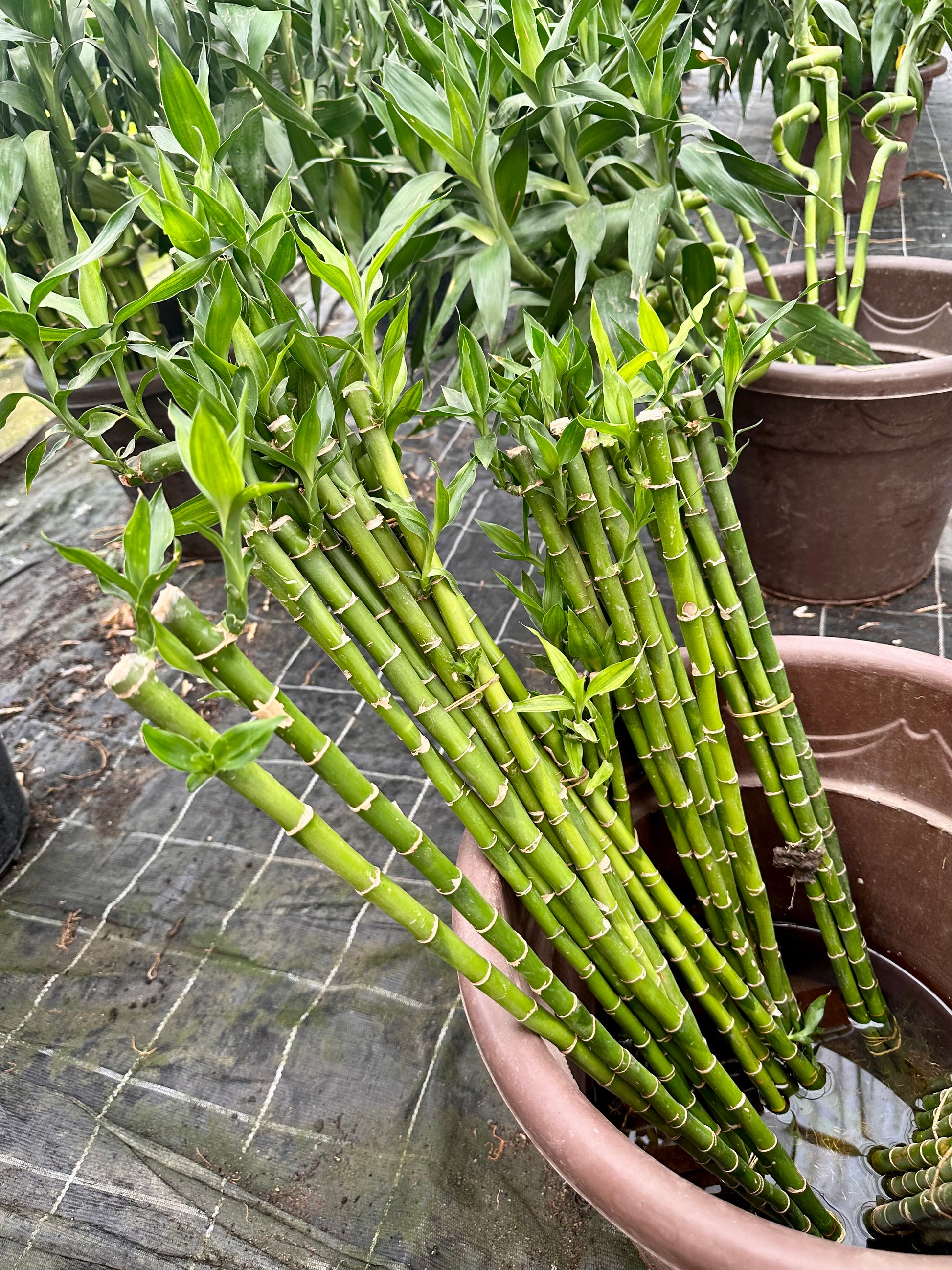 Lucky Bamboo (Dracaena Sanderiana) - Available on Kaynuna.co in Cairo, Egypt