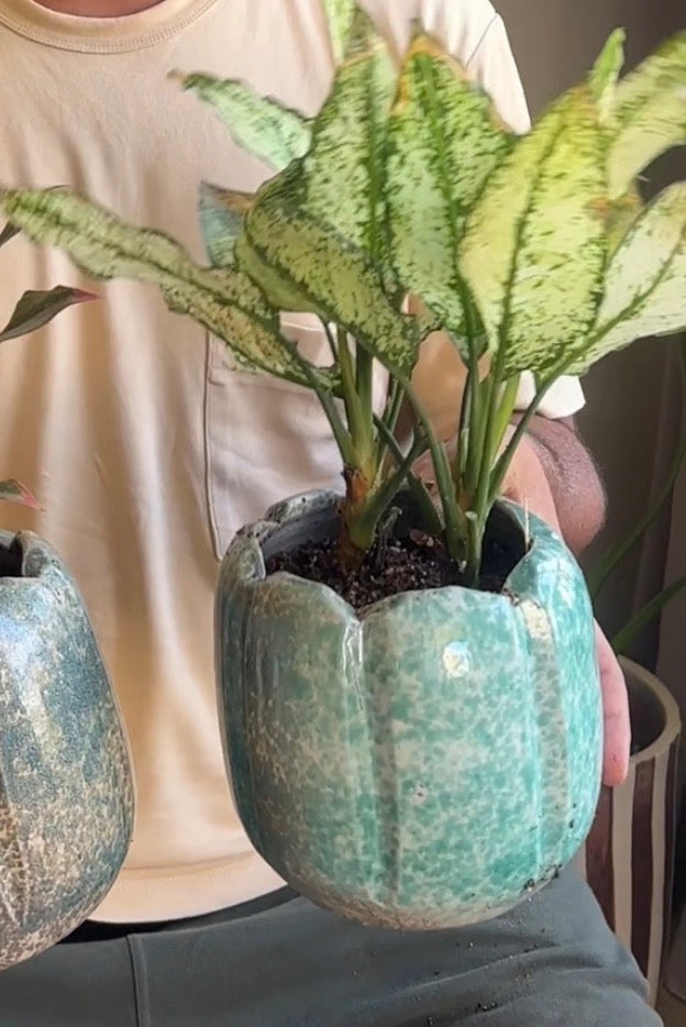 The Aglaonema Bundle