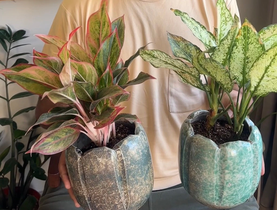 The Aglaonema Bundle