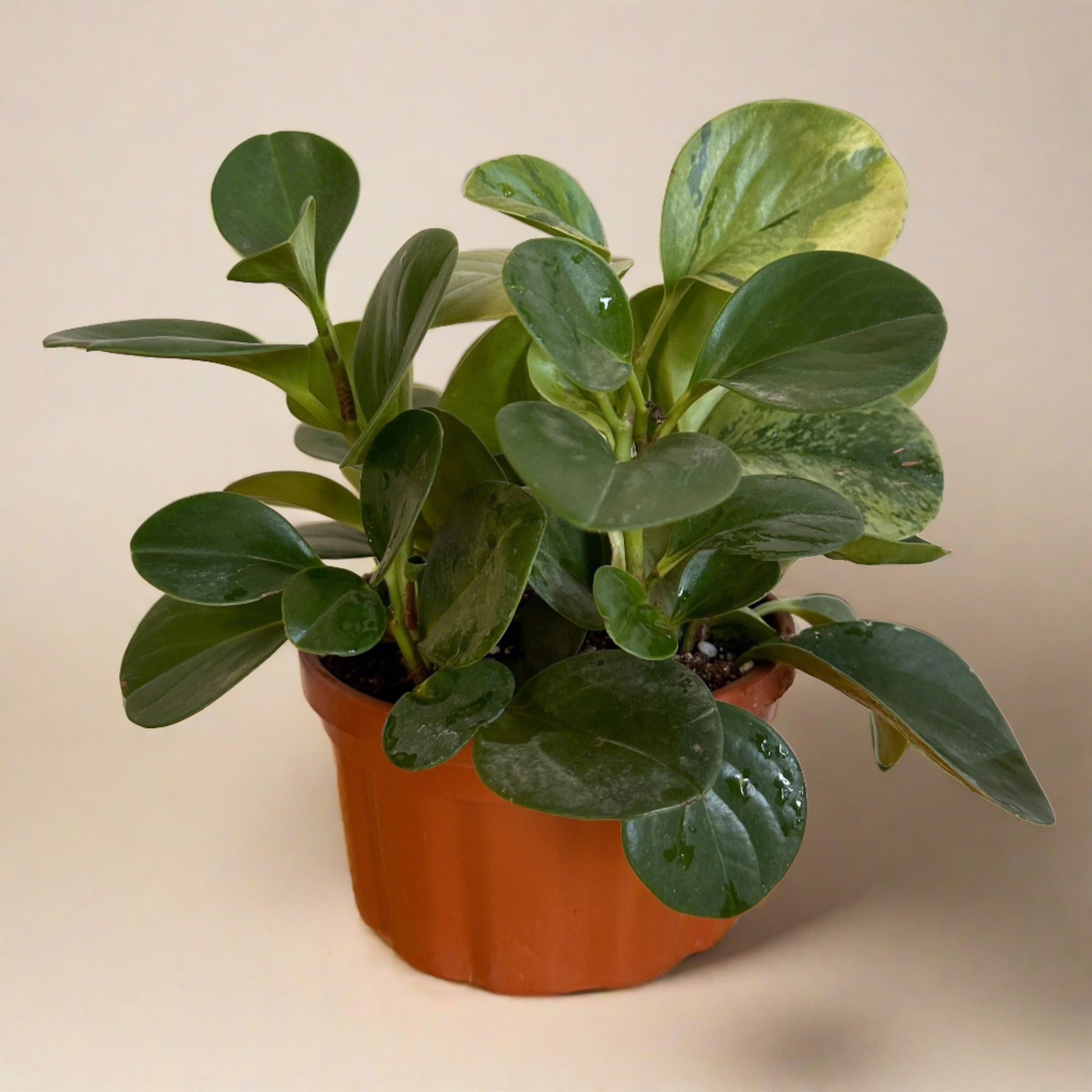 Green Baby Rubber PlantBaby Rubber Plant (Peperomia obtusifolia) - Available on Kaynuna.co in Cairo, Egypt