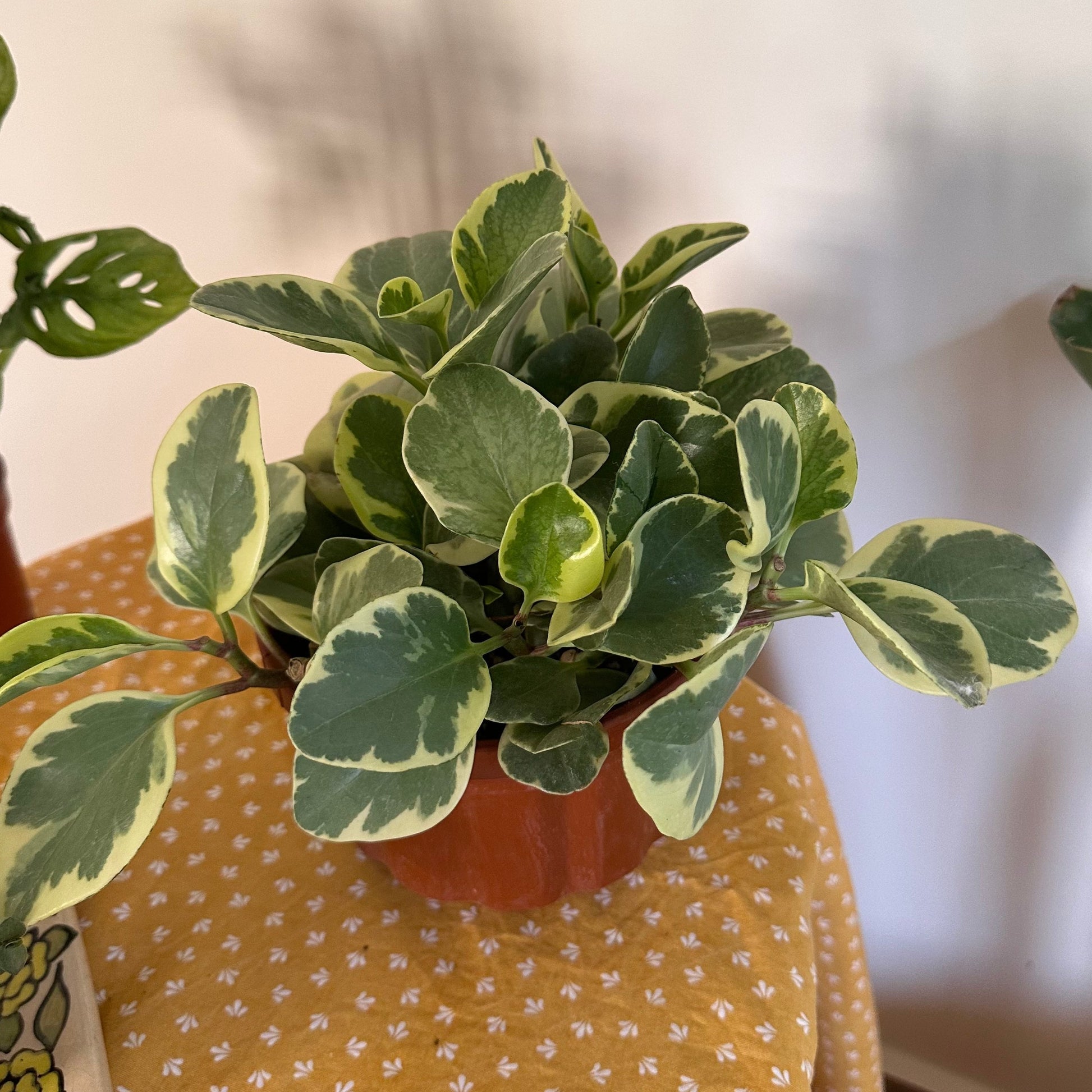 Yellow and green Baby Rubber Plant (Peperomia obtusifolia) - Available on Kaynuna.co in Cairo, Egypt
