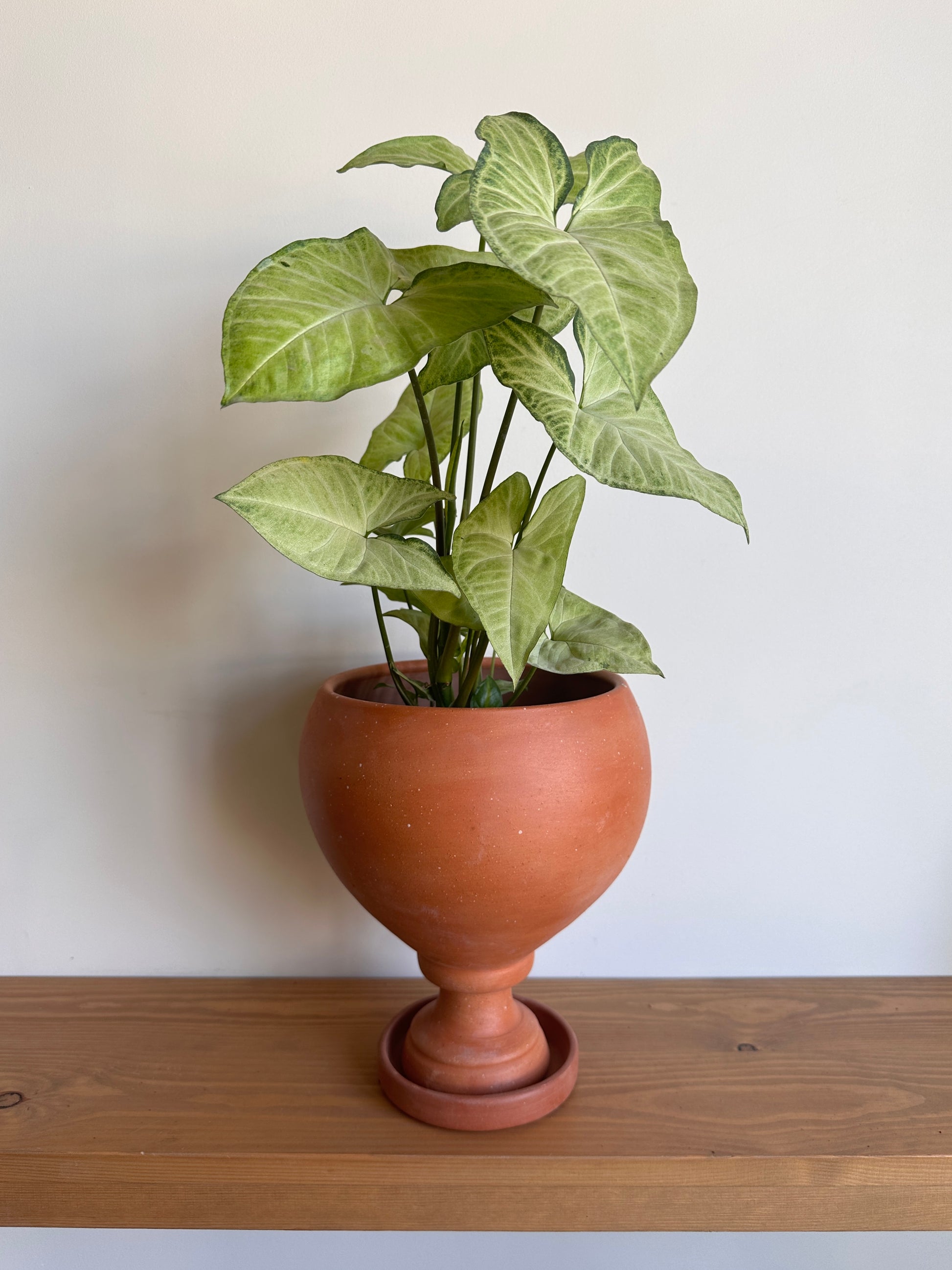 Shop arrowhead syngonium in Cairo Egypt indoor plants outdoor plants cairo egypt