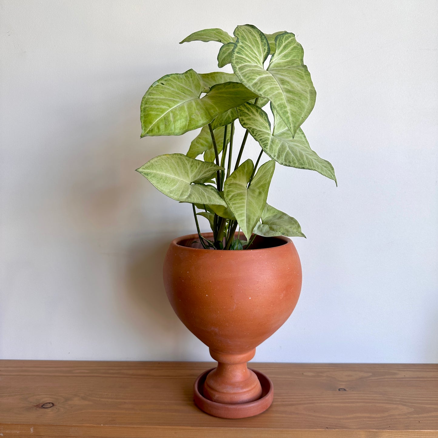 Shop Arrowhead Syngonium in Clay Planter Cairo Egypt