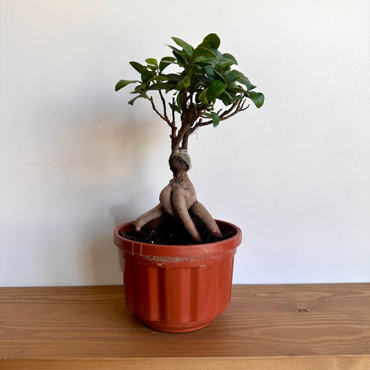 Indoor Small Bonsai Tree - Available on Kaynuna.co in Cairo, Egypt