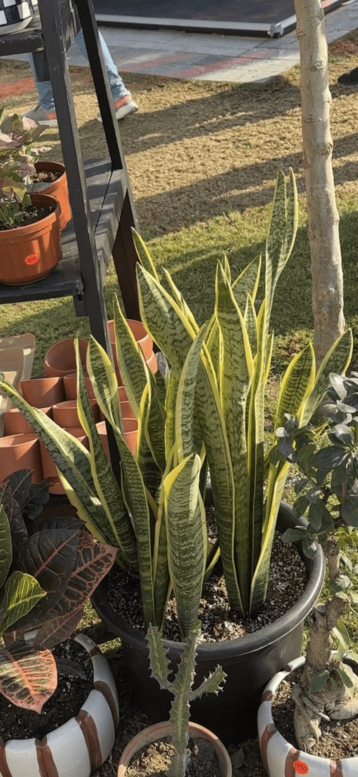 Snake Plant (Sanseviera)