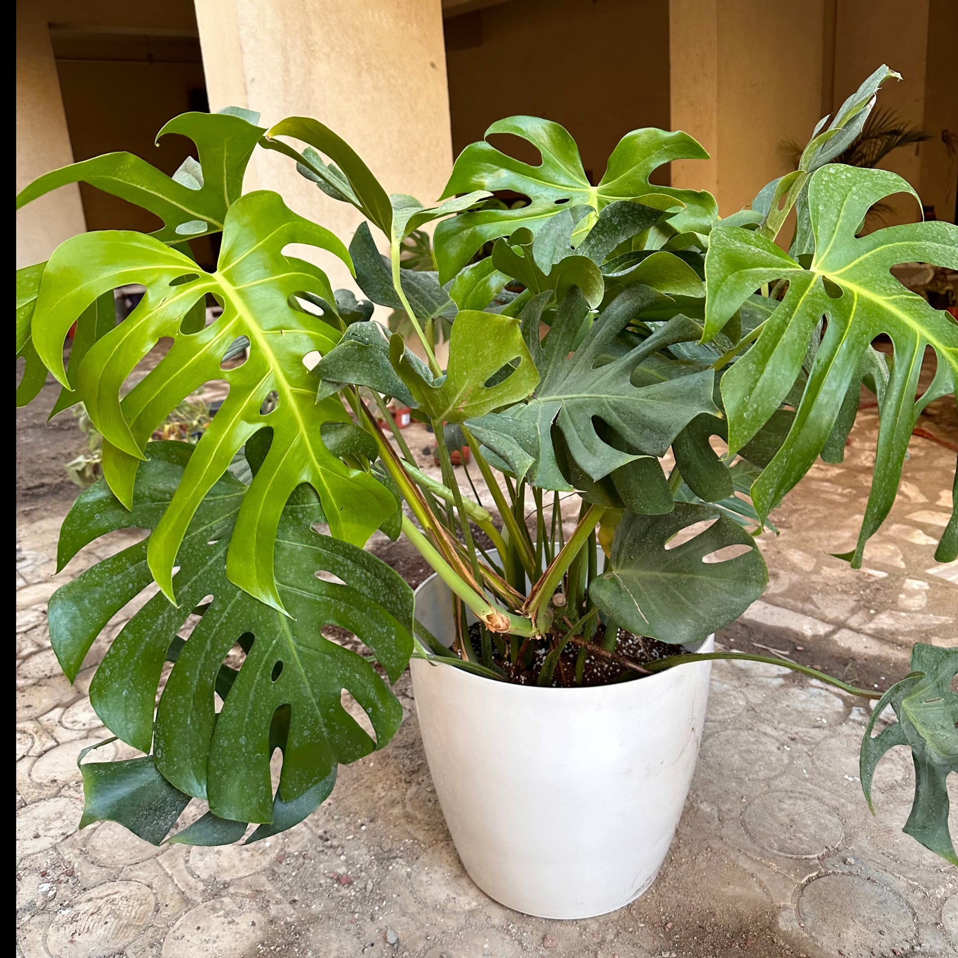Indoor Monstera Deliciosa Plant - Available on Kaynuna.co in Cairo, Egypt