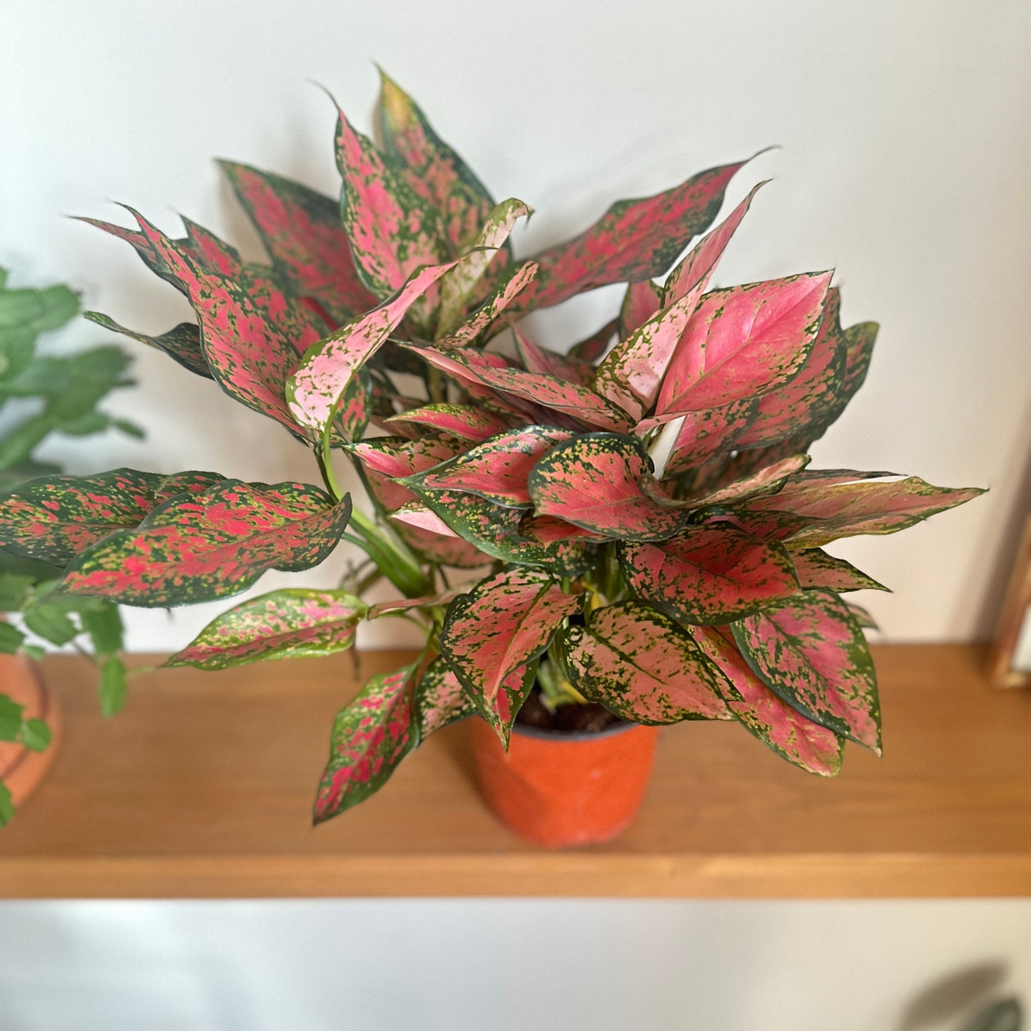 Aglaonema 'Pink Splash'