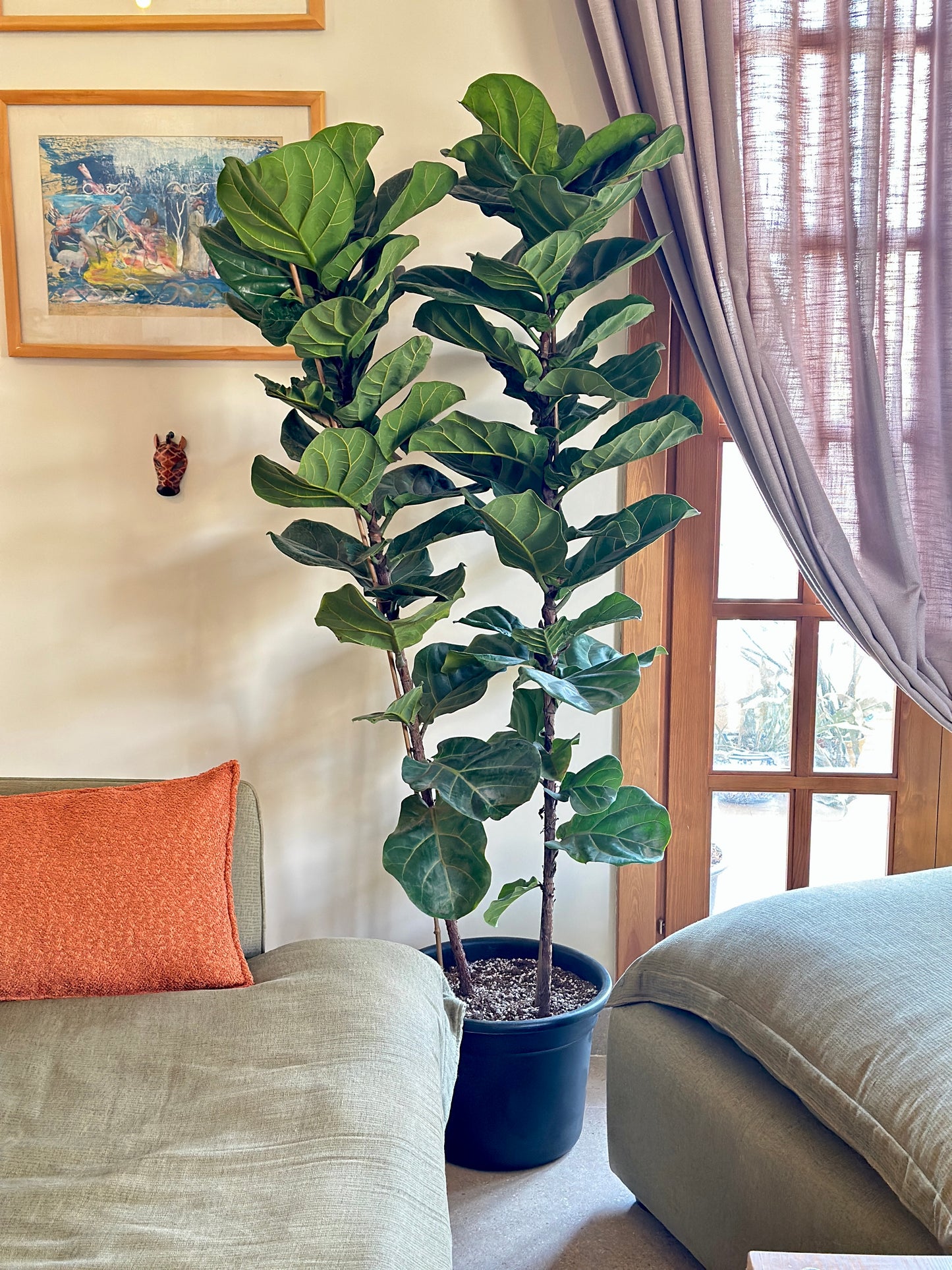 Fiddle Leaf Fig - Ficus lyrata