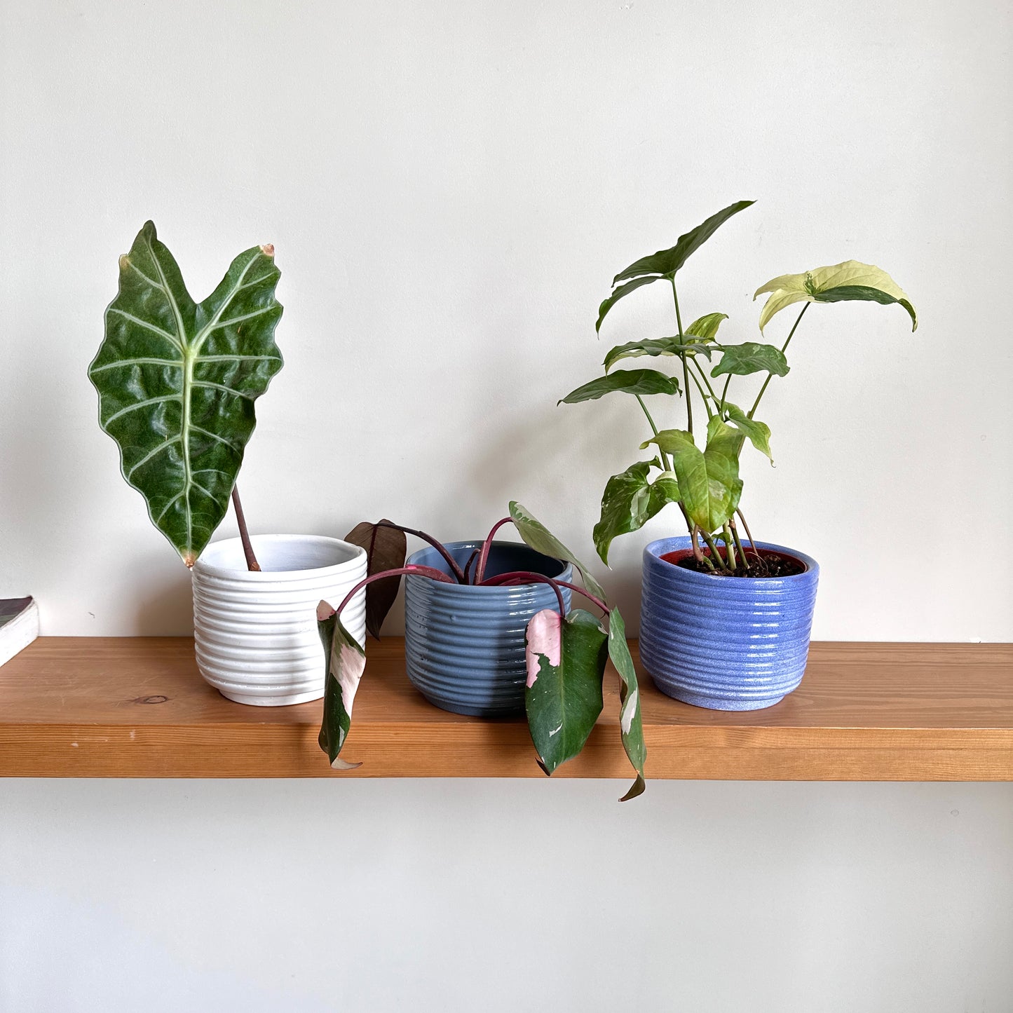 Horizon Ceramic Planters - 12cm