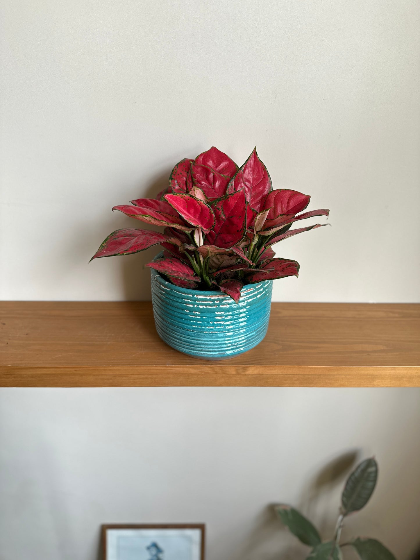 Aglaonema 'Red Valentine' in Fayrouz 20cm