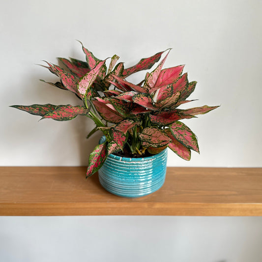 Aglaonema 'Pink Splash' in Fayrouz ceramic pot 20cm