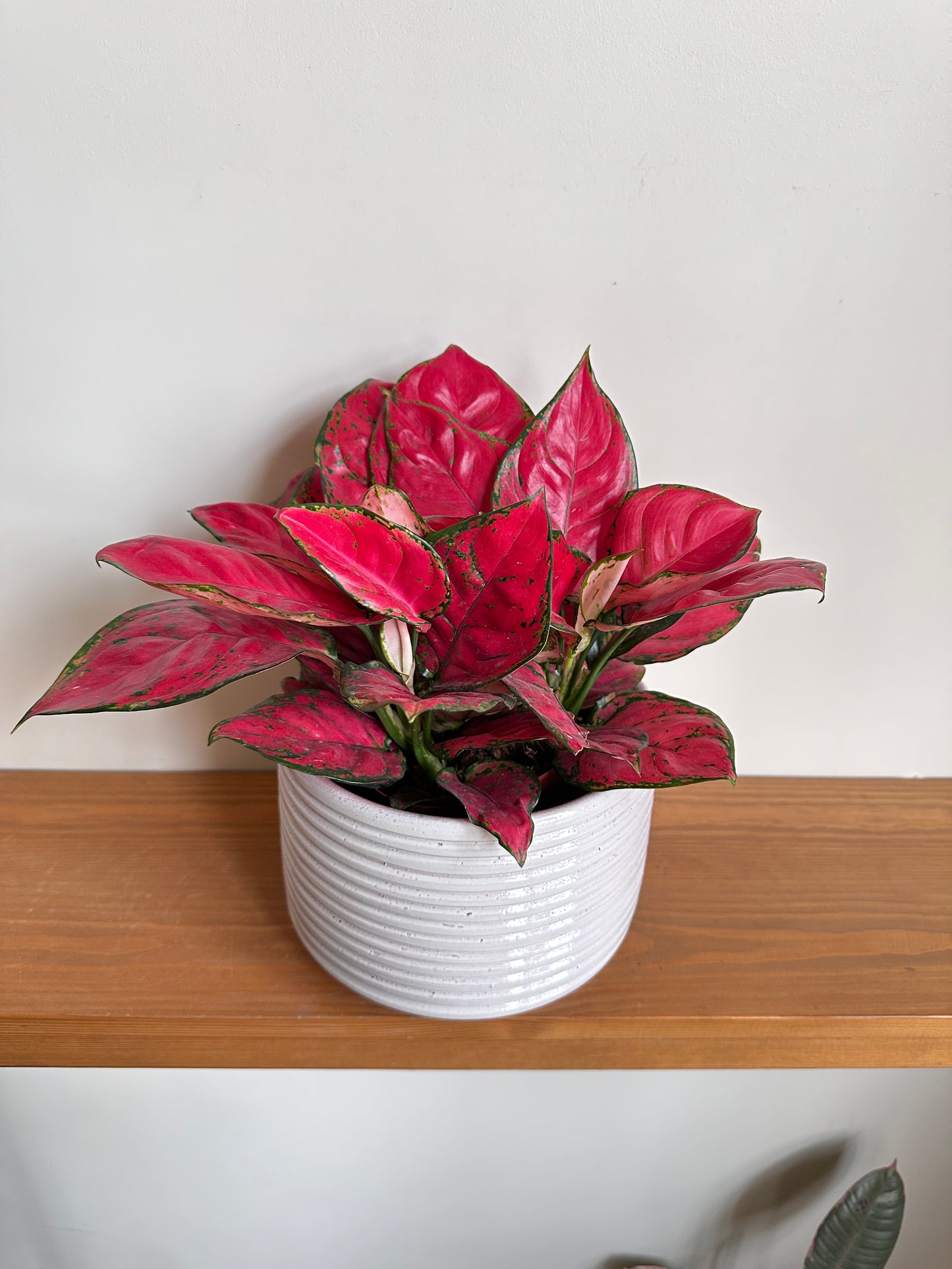 Aglaonema 'Red Valentine' in Horizon 20cm