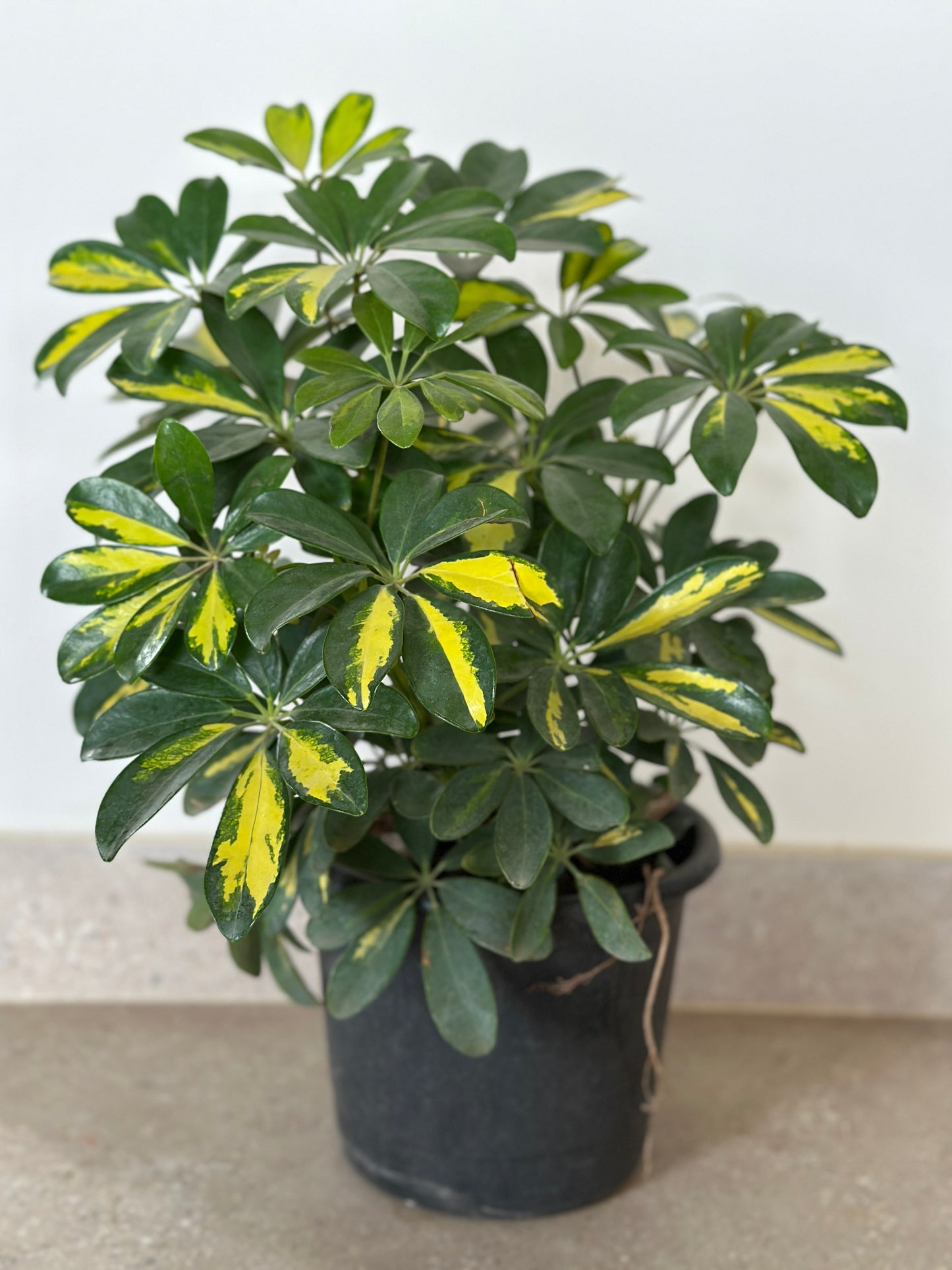 Schefflera Plant