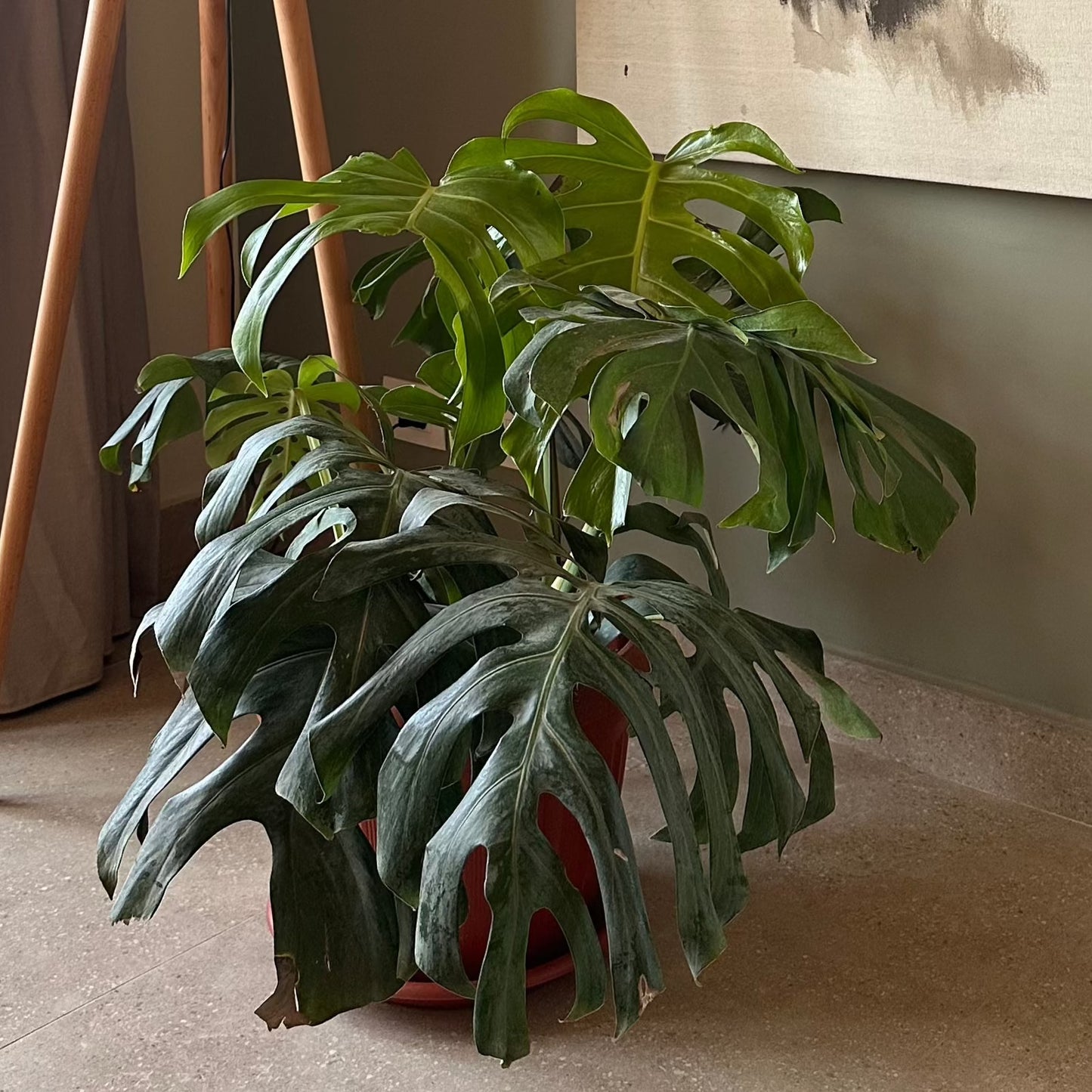 Indoor Large Monstera Deliciosa Plant - Available on Kaynuna.co in Cairo, Egypt