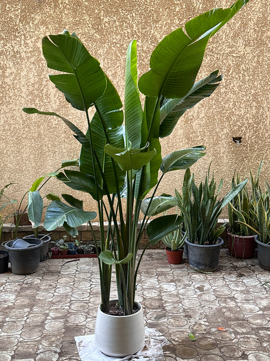 Birds of Paradise - 1.8 Meters