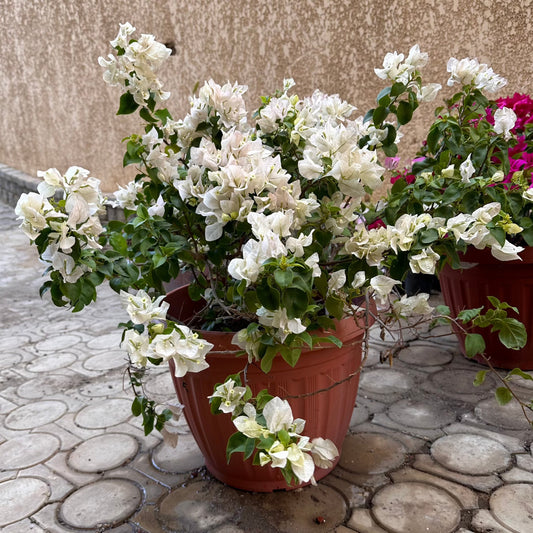 Outdoor Whiet Bougainvillea Plant - Available on Kaynuna.co in Cairo, Egypt