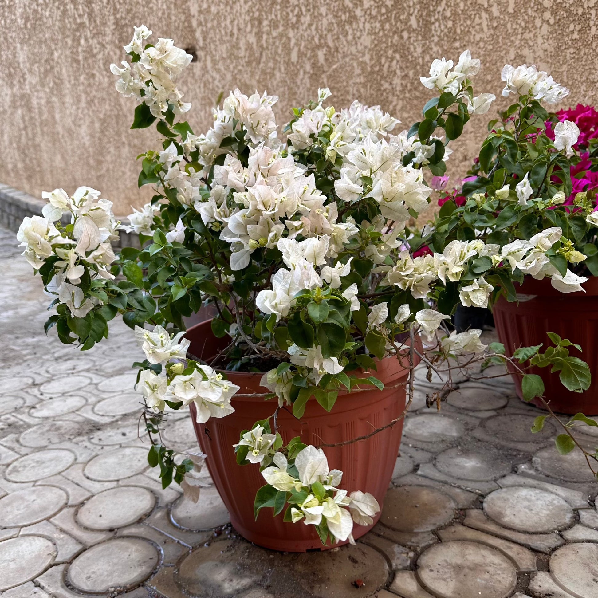 Outdoor Whiet Bougainvillea Plant - Available on Kaynuna.co in Cairo, Egypt