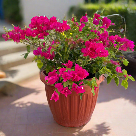 Outdoor Pink Bougainvillea Plant - Available on Kaynuna.co in Cairo, Egypt
