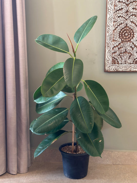 Rubber Tree