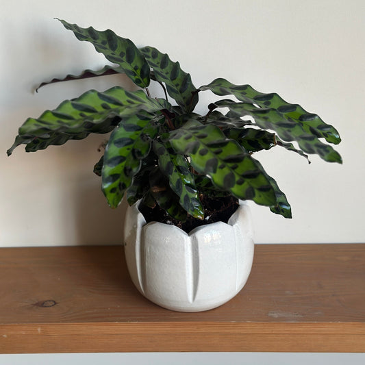 Potted plant with green leaves in a white pot on a wooden shelf against a plain wall.