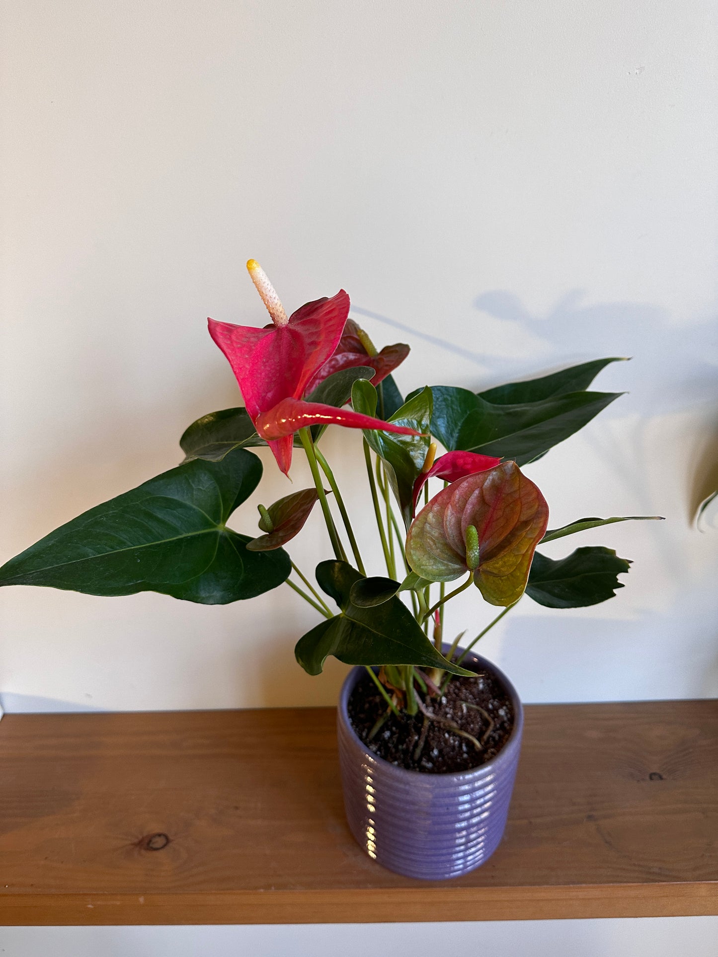 Pink Flamingo Flower in Ceramic Pot