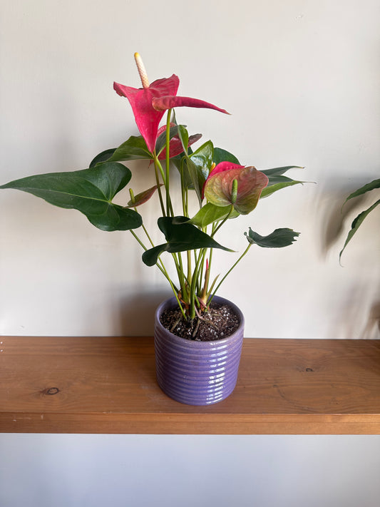 Pink Flamingo Flower in Ceramic Pot