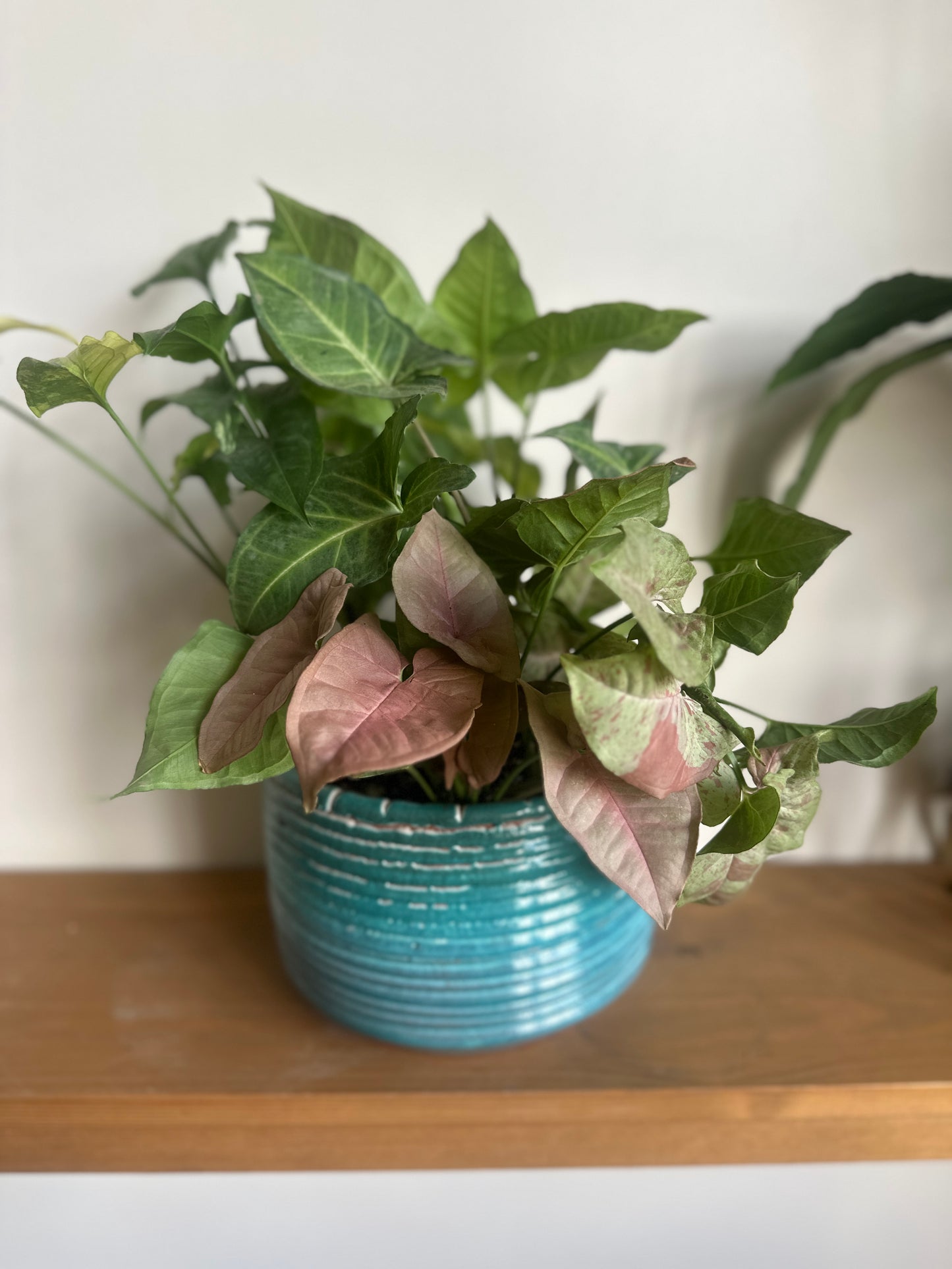 Four Syngonium plants in individual starter pots alongside a ceramic pot and soil, ready for a DIY repotting project.