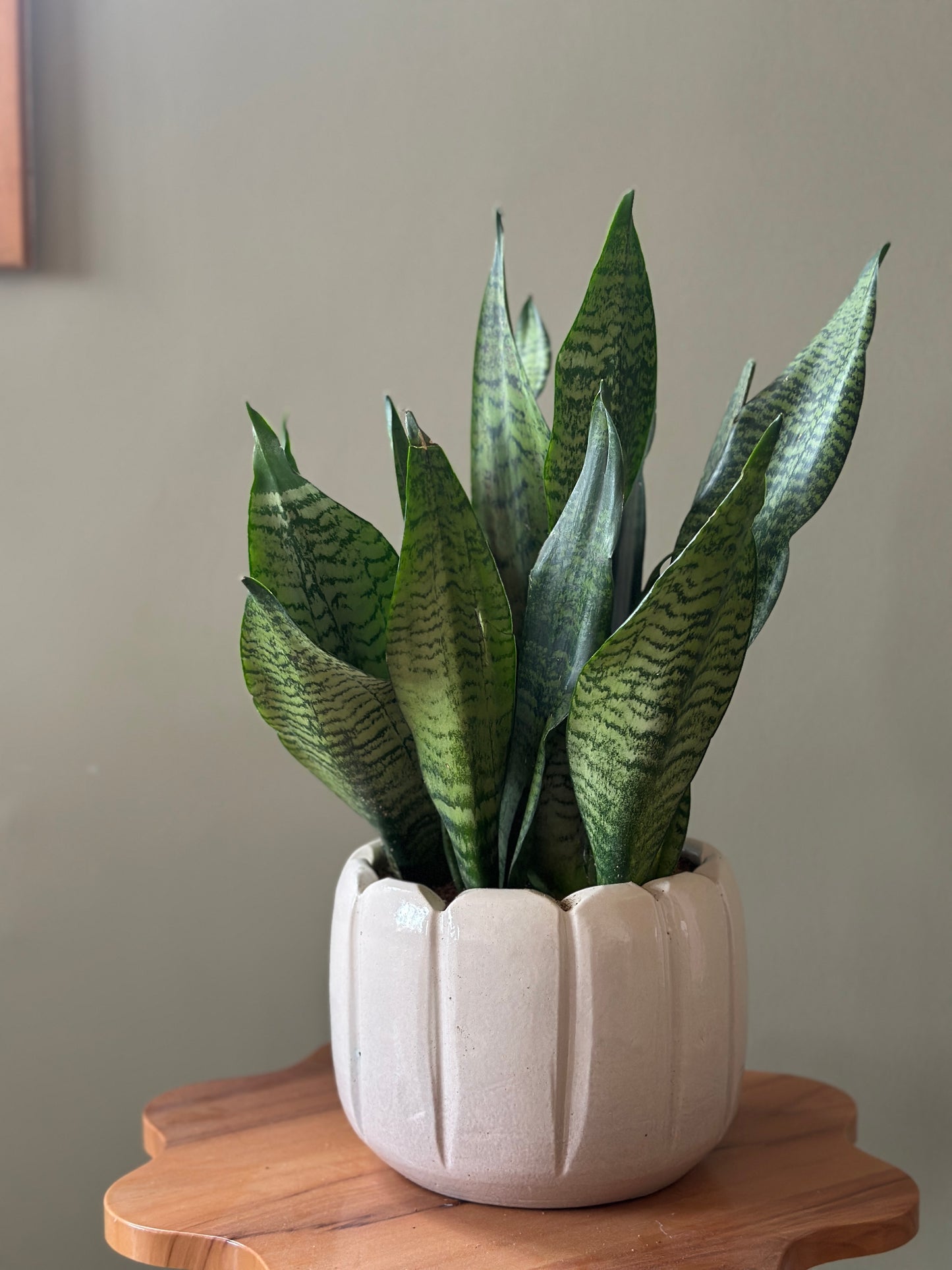 Dwarf Tiger Snake Plant