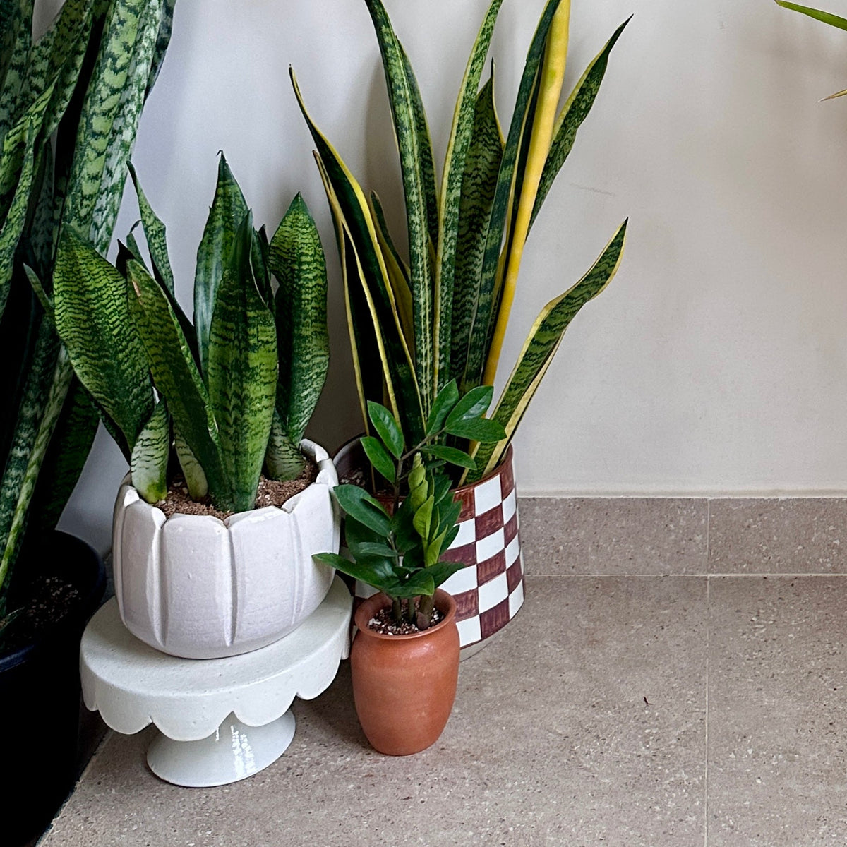 Dwarf Tiger Snake Plant