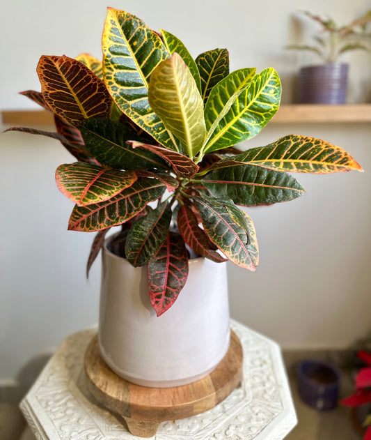 beautiful Indoor Garden Croton in Off White Ceramic Pot perfect for gifting and styling spaces |kaynuna