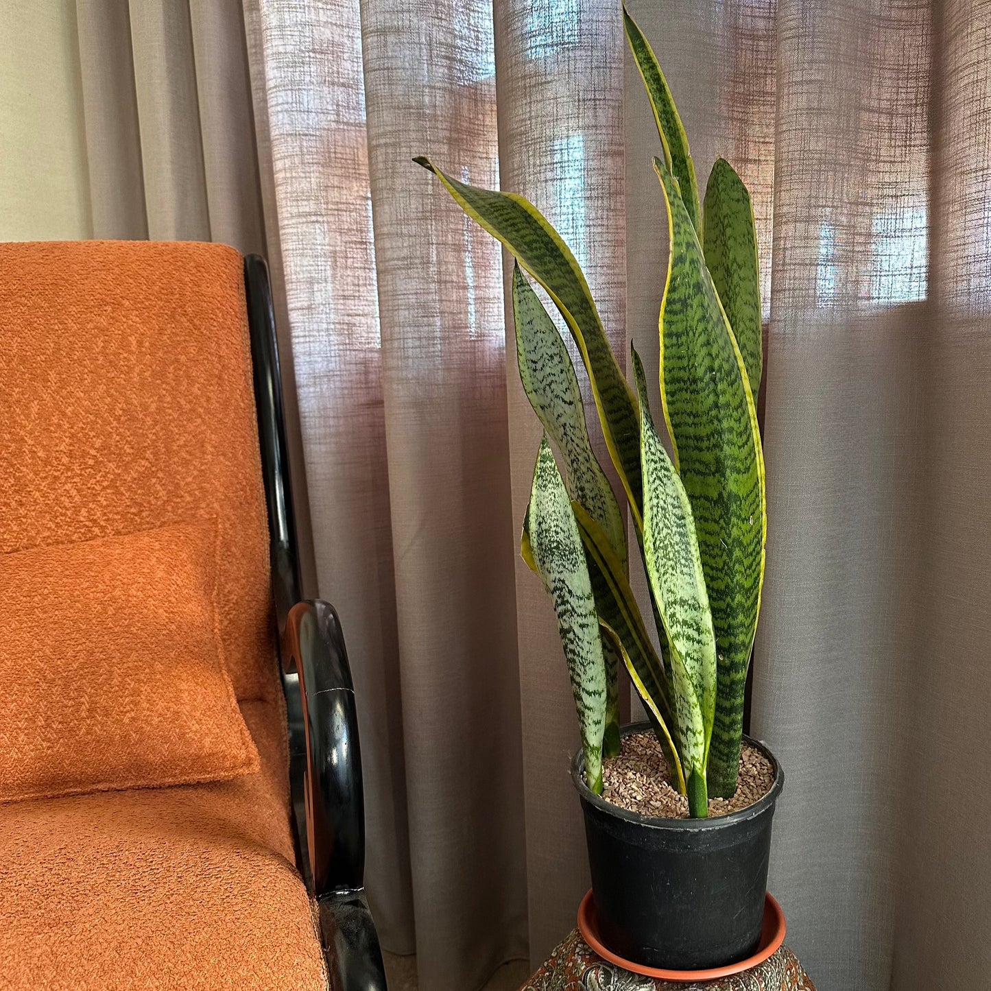 Indoor Snake Plant, Sanseviera.