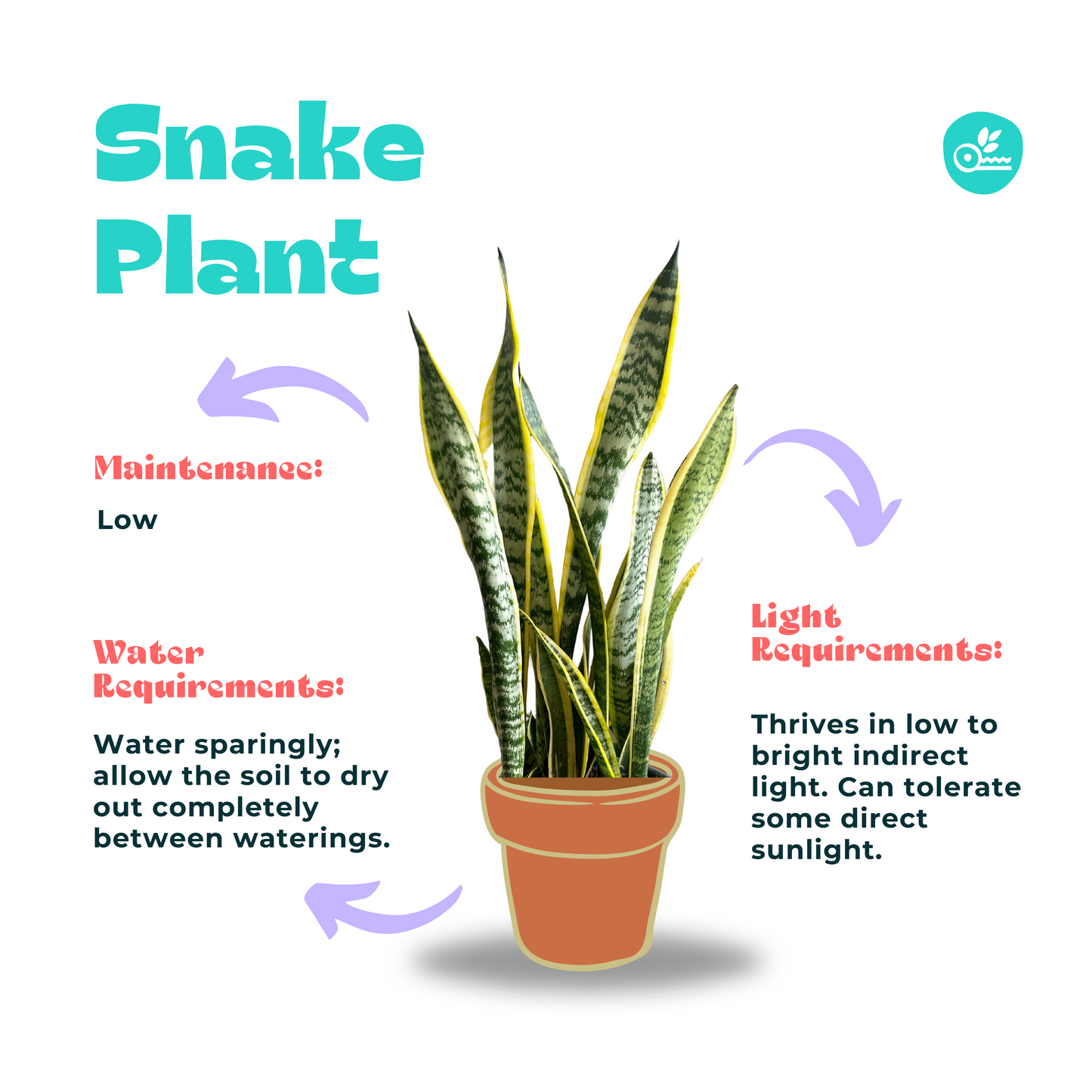 Indoor Snake Plant -Sanseviera-care guide